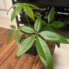 パキラ　斑入り　ミルキーウェイ　挿し木　観葉植物