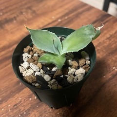 アガベ　実生　観葉植物　多肉植物②