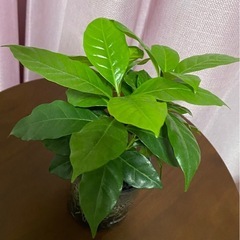 お渡し先決まりました／コーヒーの木差し上げますの画像