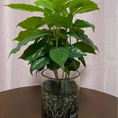 お渡し先決まりました／コーヒーの木差し上げます
