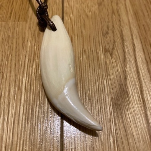ヒグマ 牙 小売業者 ネックレス 熊牙 ヒグマのキバ ネックレス 熊の牙