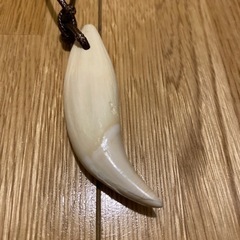ヒグマ　牙　ネックレスの画像