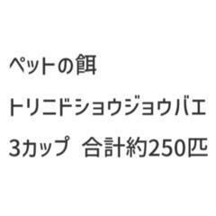 トリニドショウジョウバエ 250匹
