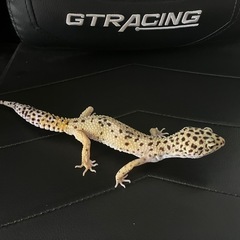 レオパ(ハイイエロー) 約8才　オス