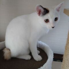 5ヶ月の甘えん坊な三毛猫ちゃんです