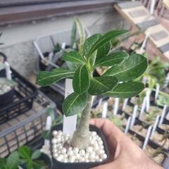 アデニウム