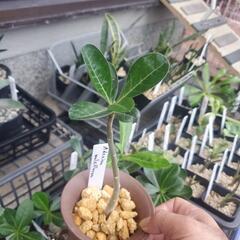 アデニウムの画像