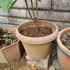 ビワの木の画像