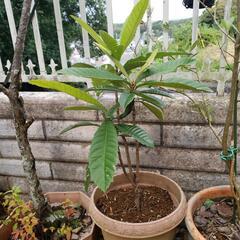 ビワの木の画像