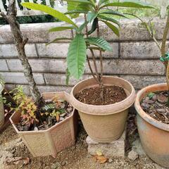 ビワの木の画像
