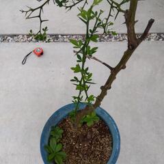 からたちの木の画像