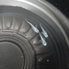 9/29めだか販売の画像