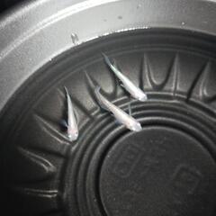 9/29めだか販売の画像