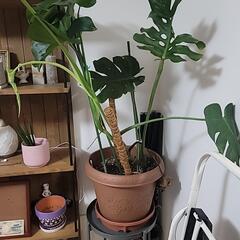 モンステラ