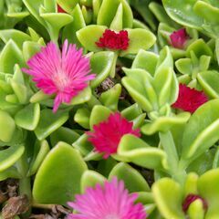 〈№1〉ベビーサンローズ　カット苗３０本　多肉植物　初心者向け　良く増えますの画像