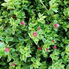 〈№1〉ベビーサンローズ　カット苗３０本　多肉植物　初心者向け　良く増えますの画像