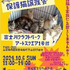 保護猫の譲渡会