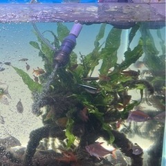 エーハイムコンパクトオン600の画像