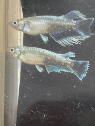 【メダカ】　エメキン　稚魚7匹