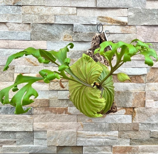 P.ridleyi wild_リドレイ ワイルド◆ ビカクシダ