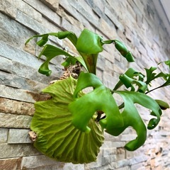 P.ridleyi wild_リドレイ ワイルド◇ ビカクシダ