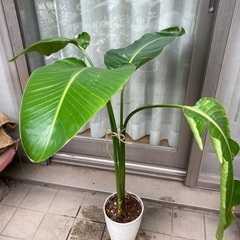 観葉植物　オーガスタ　プラ鉢