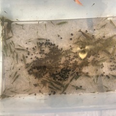 ミナミヌマエビの画像