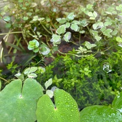 水草　パールグラス水中葉の画像