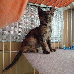 サビ猫　家族募集中
