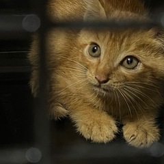 茶トラの子猫
