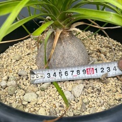 トックリラン　ノリナ　観葉植物　塊根植物　の画像