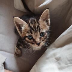 【お話し中】アメショー風タビーの子猫