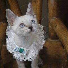 ブルーの目が愛らしい甘えん坊のパル君