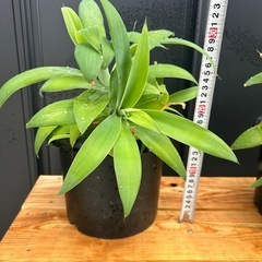 アガベ　アテナータ　多頭　観葉植物　鉢ごと　ドライガーデン　ロッ...