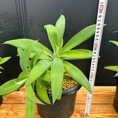 アガベ　アテナータ　多頭　観葉植物　鉢ごと　の画像