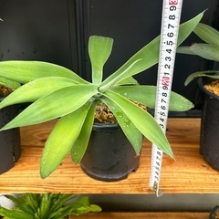 アガベ　アテナータ　鉢ごと　観葉植物　の画像