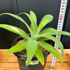 アガベ　アテナータ　鉢ごと　観葉植物　ロックガーデン　ドライガーデン