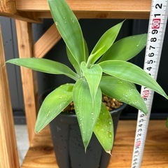アガベ　アテナータ　鉢ごと　観葉植物　の画像