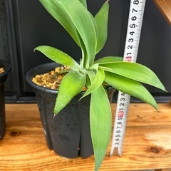 アガベ　アテナータ　鉢ごと　観葉植物　の画像