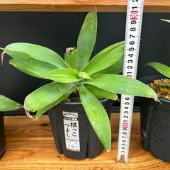 アガベ　アテナータ　鉢ごと　観葉植物　の画像