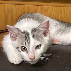 保護した妊婦猫から生まれた子猫　7/6生まれ