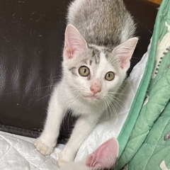 保護した妊婦猫から生まれた子猫　7/6生まれ − 岡山県