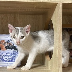 保護した妊婦猫から生まれた子猫　7/6生まれ - 猫