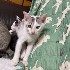 保護した妊婦猫から生まれた子猫　7/6生まれ - 里親募集