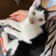 お母さんを探して鳴いてた子猫