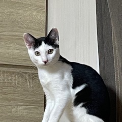 お母さんを探して鳴いてた子猫 - 岡山市