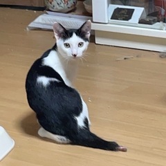 お母さんを探して鳴いてた子猫 − 岡山県