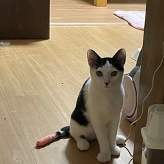 お母さんを探して鳴いてた子猫 - 猫