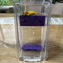 クレステッドゲッコーの中古が安い！激安で譲ります・無料で