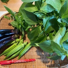 本日(9/29)朝どれ無農薬野菜セット